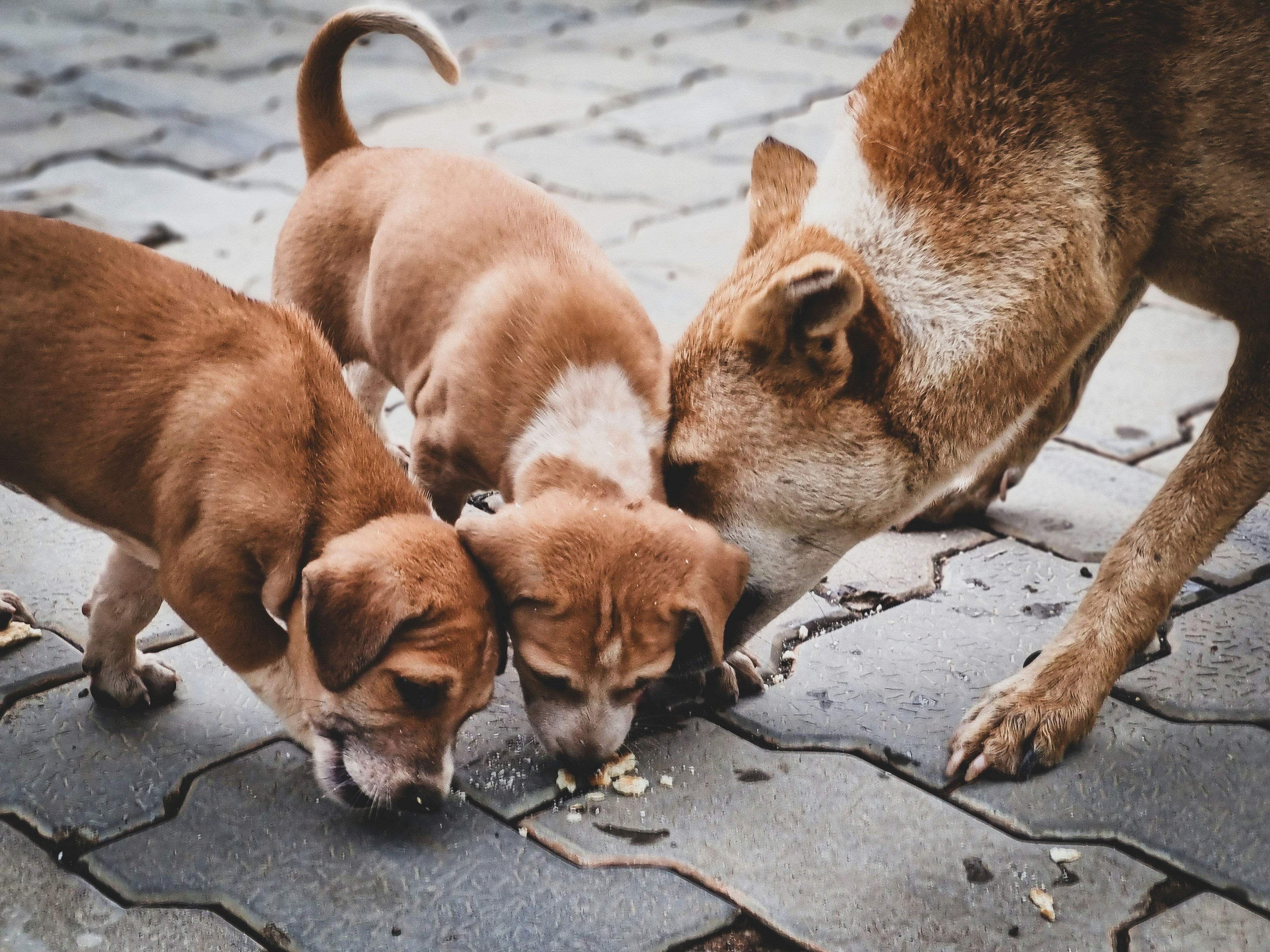 Animal Support
